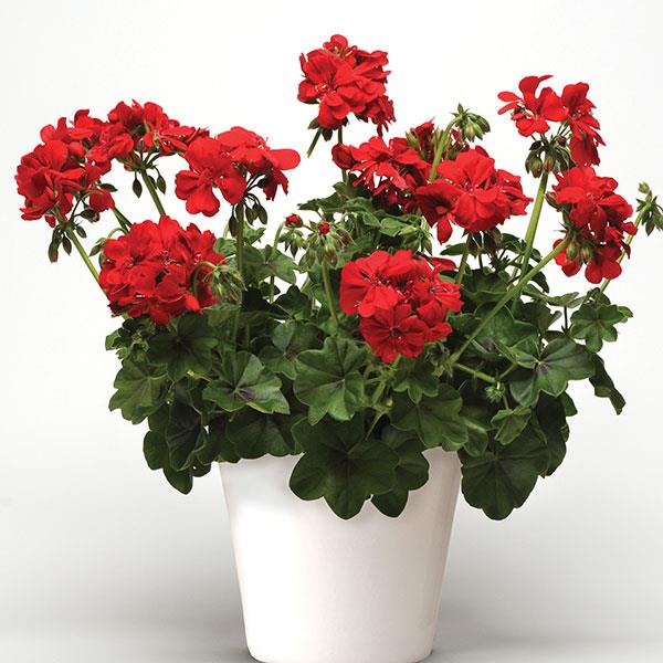 Royal™ Scarlet Red Container