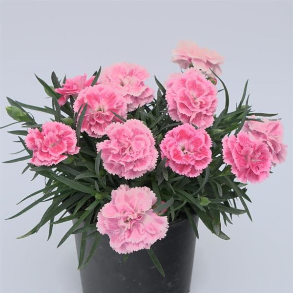 DiaDeur™ Pink Shades Container