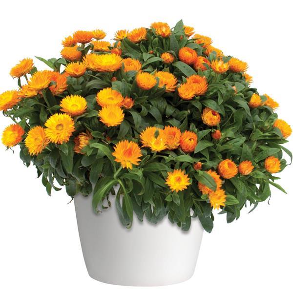 Mohave™ Apricot Container