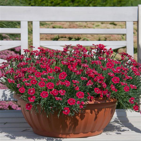 Pashmina™ Berry Red Container