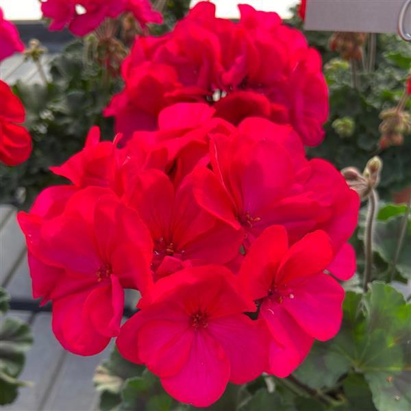 Super Moon™ Violet