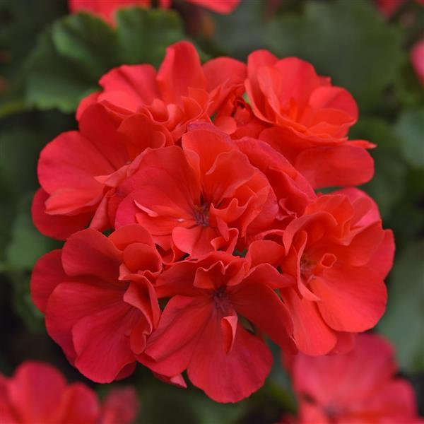 Moonlight™ Hot Coral