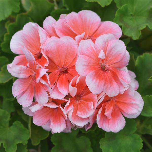 Sunrise™ Light Salmon