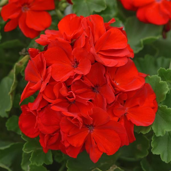 Sunrise™ Bright Scarlet