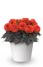 City Lights Compact Dahlia