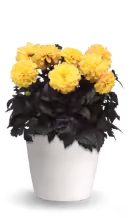 Double Petunia SweetSunshine™