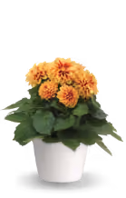 Petunia Starlet™
