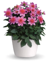 Petunia Main Stage™