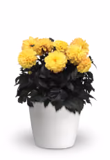 Double Petunia SweetSunshine™