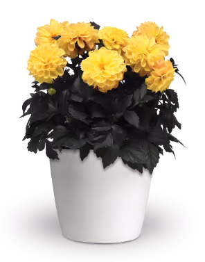 City Lights dahlia