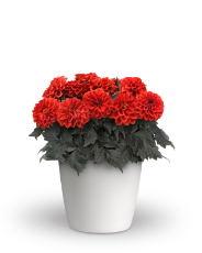 City Lights Compact Dahlia