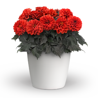 City Lights Compact dahlia
