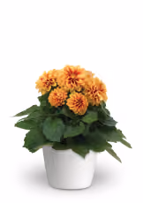 Petunia Starlet™