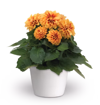 Dahlietta dahlia