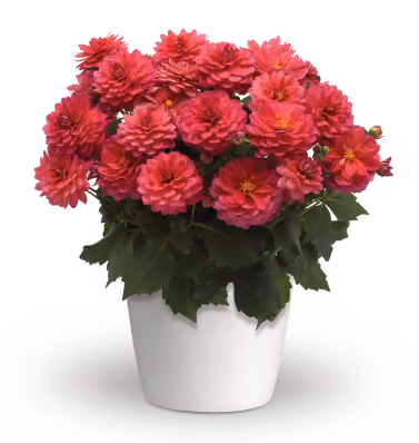 Dalaya dahlia