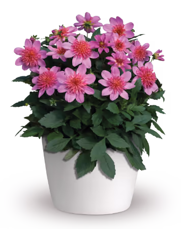 Venti dahlia