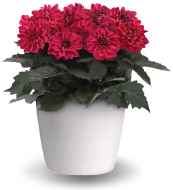 City Lights Compact dahlia
