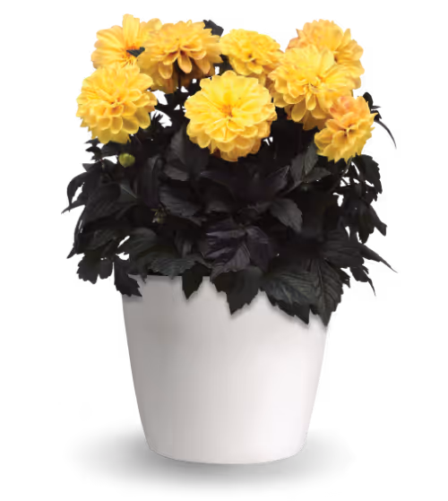 Double Petunia SweetSunshine™
