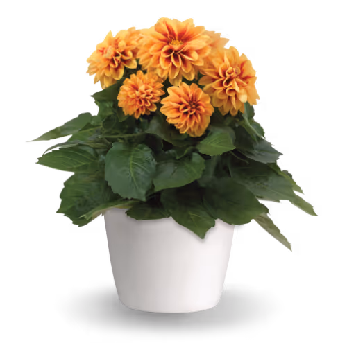 Petunia Starlet™