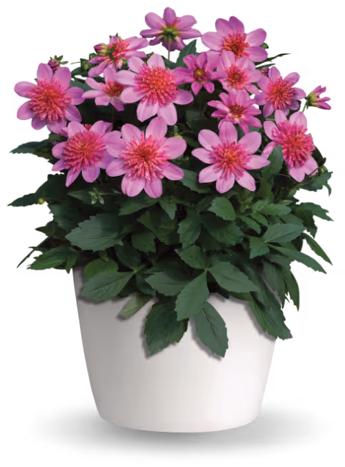 Petunia Main Stage™