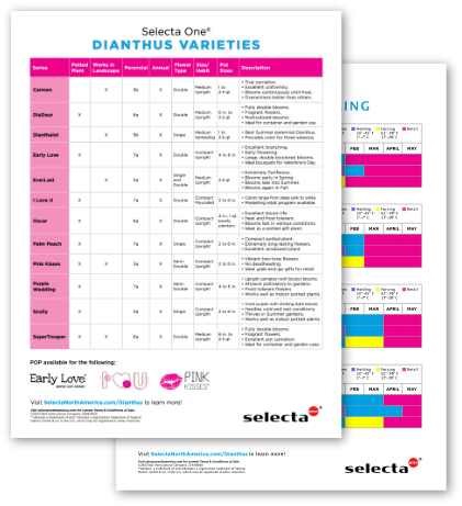 Dianthus Scheduling Guide