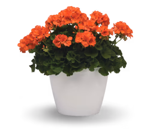 Geranium Zonal Sunrise™