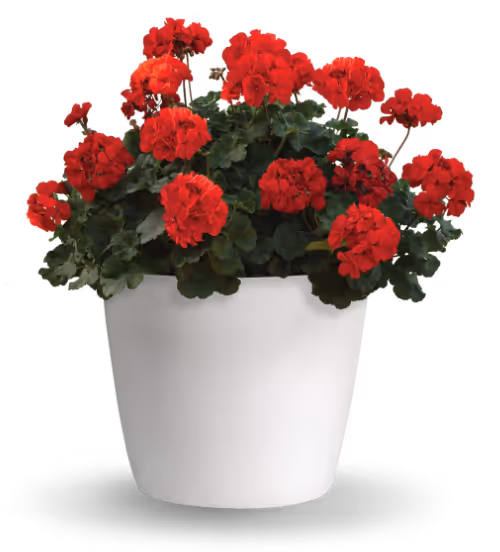 Geranium Zonal Super Moon™
