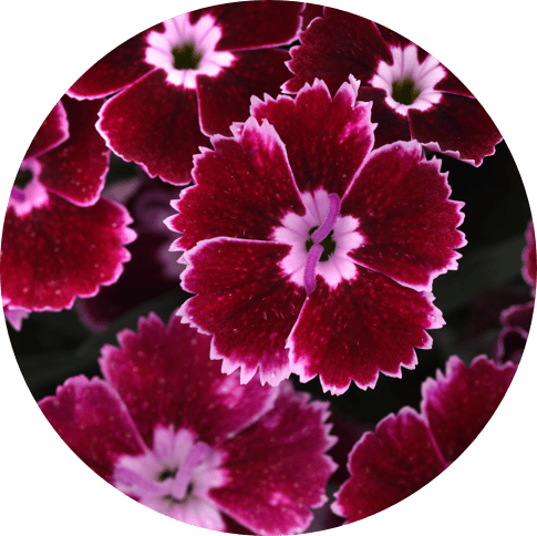 DIANTHUS & POT CARNATIONS