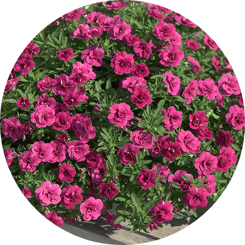 CALIBRACHOA - MiniFamous® Evo Series