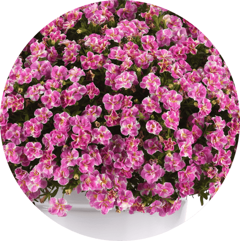 CALIBRACHOA -  MiniFamous® Uno Funtopia