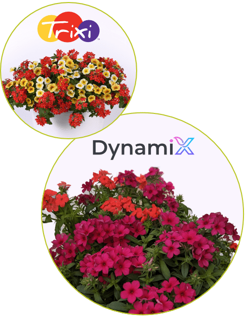 COMBOS - Trixi® and NEW Dynamix™