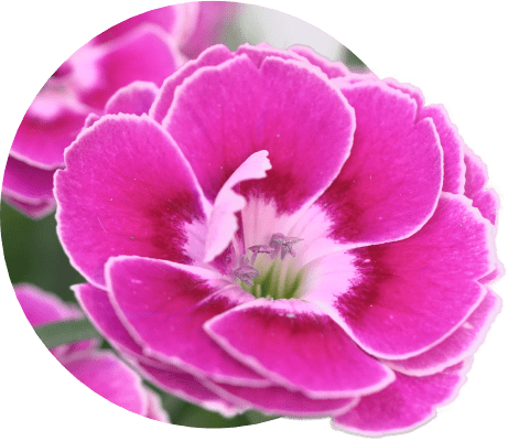 DIANTHUS & POT CARNATIONS