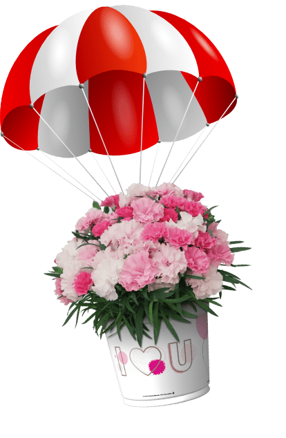 Dianthus dropping from parachute