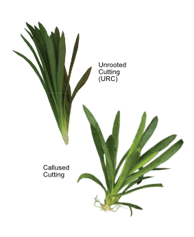 Unrooted cutting and a callused cutting