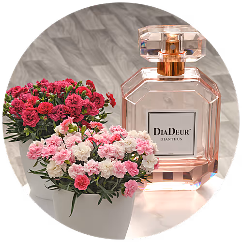 Dianthus DiaDeur™