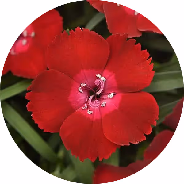 Dianthus Everlast™ Red Flash