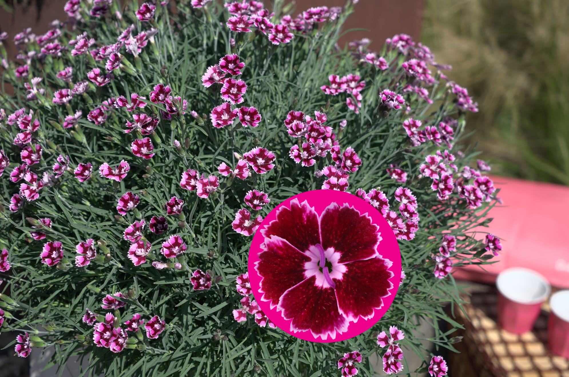 NEW Dianthus EverLast™ Ruby Edge