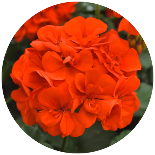 Geraniums from YecaFlora