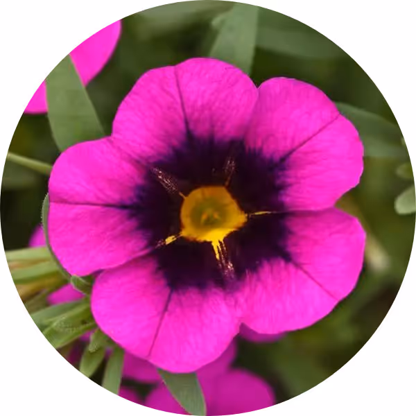 Calibrachoa MiniFamous® Uno Purple Strike
