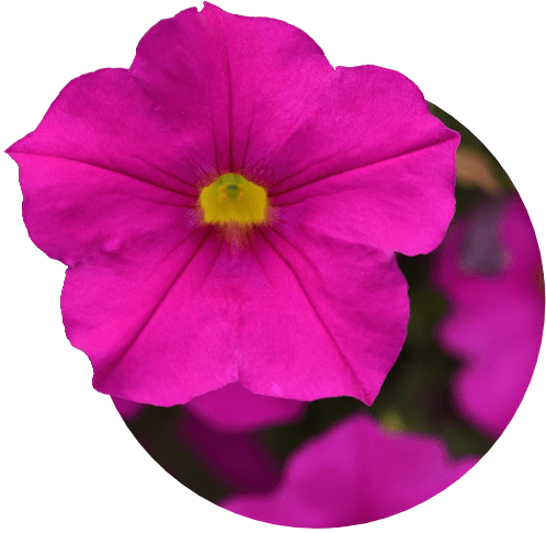 PETCHOA - EnViva™ Series