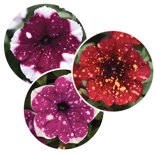 New Sky Petunias