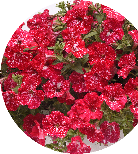 Petunia Headliner™ Strawberry Sky