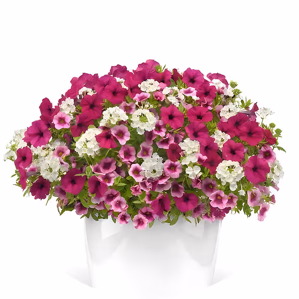 Rose Colored Glasses Trixi®