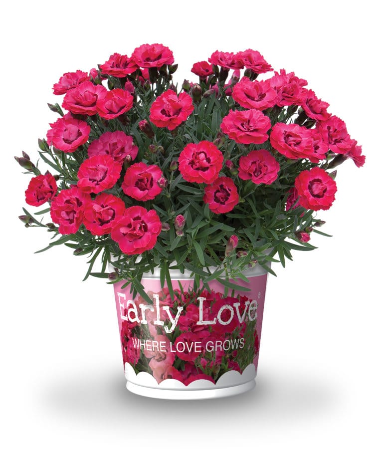 Early Love® Dianthus