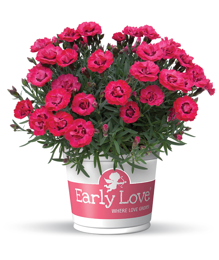 Early Love® Dianthus