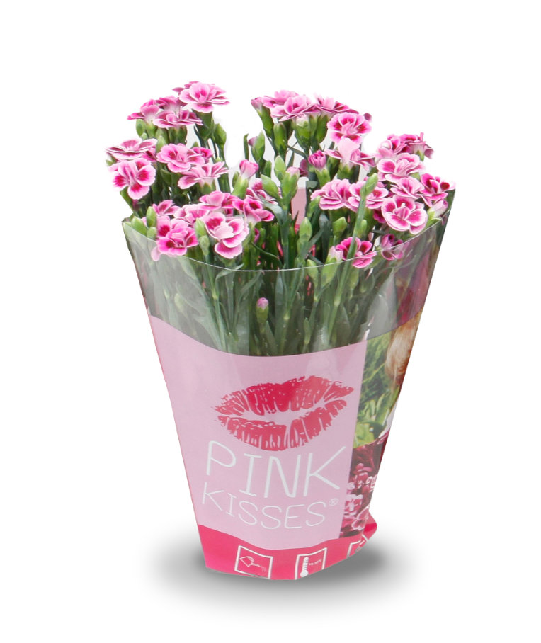 Pink Kisses® Dianthus