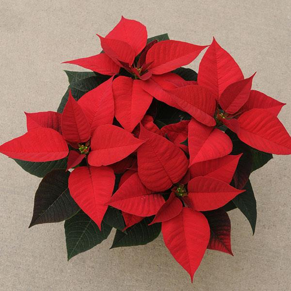 Poinsettia Christmas Morning