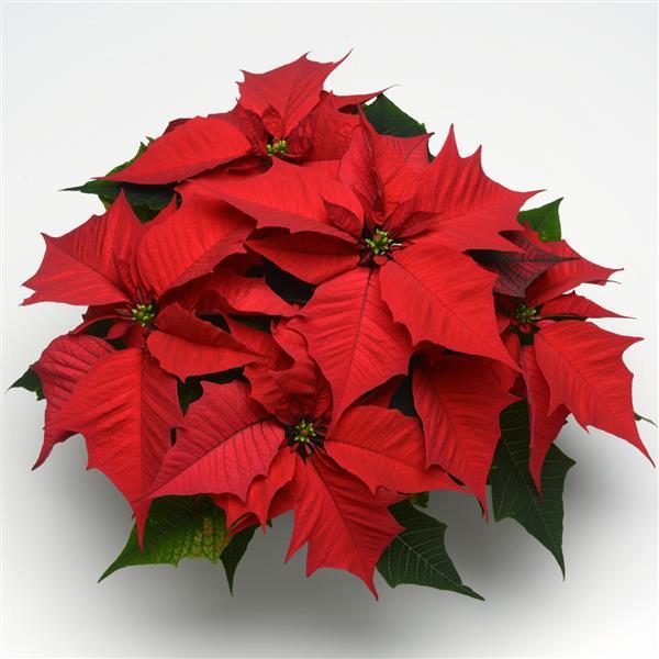 Poinsettia Holly Berry