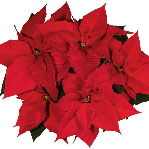 Poinsettia Noel Red