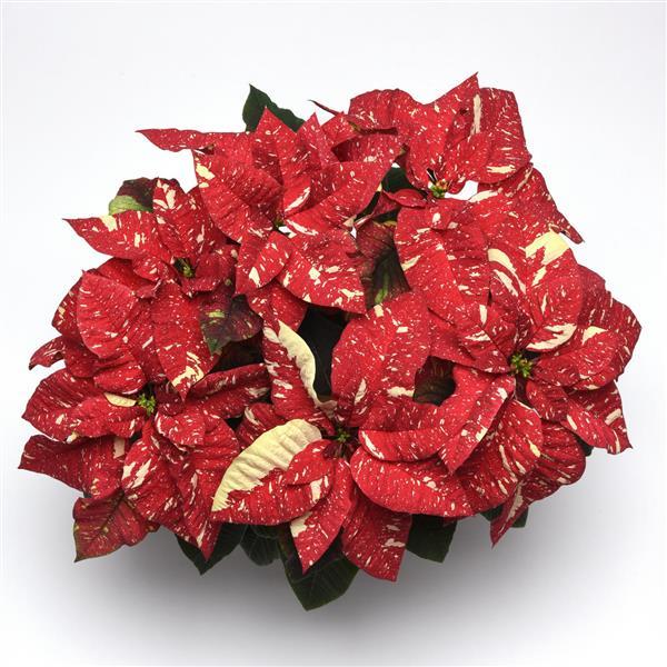Poinsettia Superba New Glitter